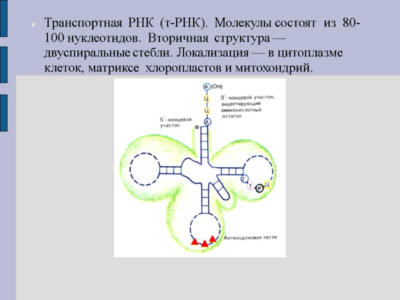 Транспортная  РНК  (т-РНК).  Молекулы состоят  из  80-100 нуклеотидов. 